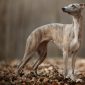 Whippet, el pequeño galgo | Clínica La Veterinaria