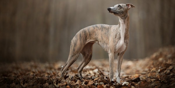 Whippet il piccolo levriero | Clinica La Veterinaria