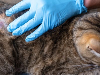 Alopecia nel gatto | Clinica La Veterinaria