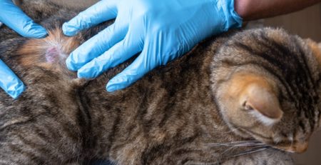 Alopecia nel gatto | Clinica La Veterinaria