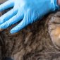 Alopecia nel gatto | Clinica La Veterinaria
