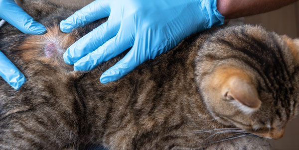 Alopecia nel gatto | Clinica La Veterinaria