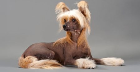 Cane Chinese crested | Clinica La Veterinaria