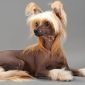 Cane Chinese crested | Clinica La Veterinaria