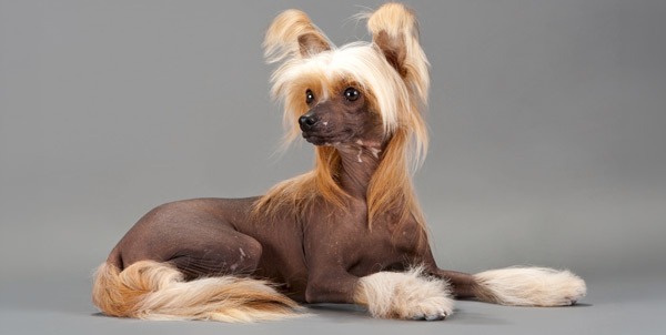 Cane Chinese crested | Clinica La Veterinaria