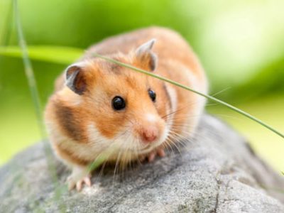 Criceto dorato | Clinica La Veterinaria