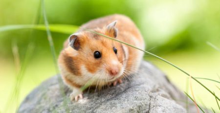Criceto dorato | Clinica La Veterinaria