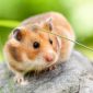Criceto dorato | Clinica La Veterinaria