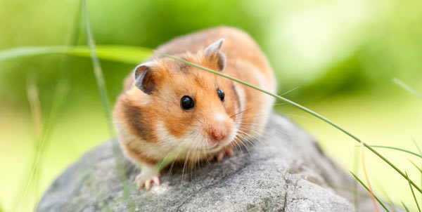 Criceto dorato | Clinica La Veterinaria
