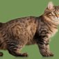 Gatto Cymric | Clinica La Veterinaria