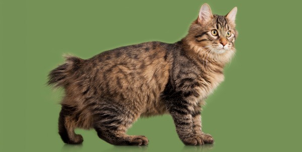 Gatto Cymric | Clinica La Veterinaria