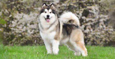 Alaskan Malamute | La Veterinaria Clinic
