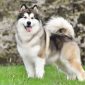 Alaskan Malamute | Clinica La Veterinaria