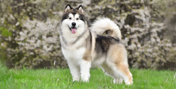 Alaskan Malamute | Clinica La Veterinaria