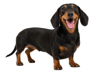 Cane Bassotto | Clinica La Veterinaria