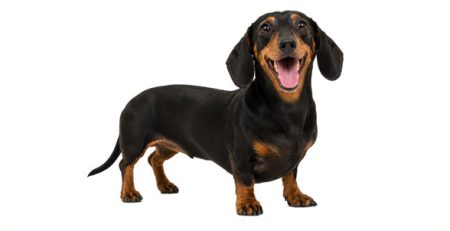 Cane Bassotto | Clinica La Veterinaria