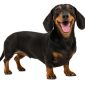 Cane Bassotto | Clinica La Veterinaria