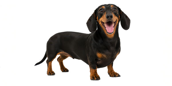 Cane Bassotto | Clinica La Veterinaria