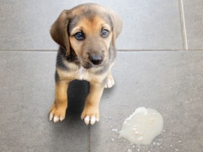 Gastrite nei cani e nei gatti | Clinica La Veterinaria