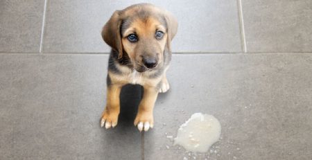 Gastrite nei cani e nei gatti | Clinica La Veterinaria