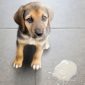 Gastrite nei cani e nei gatti | Clinica La Veterinaria