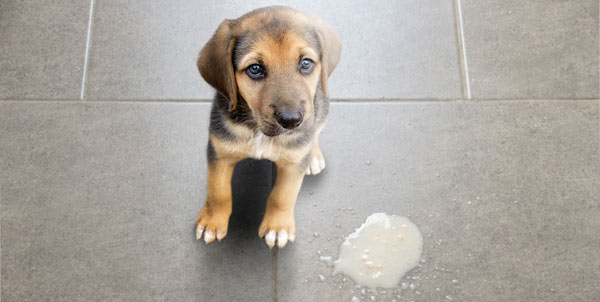 Gastrite nei cani e nei gatti | Clinica La Veterinaria