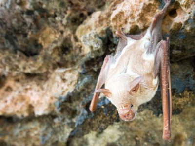 Pipistrello albino | Clinica La Veterinaria