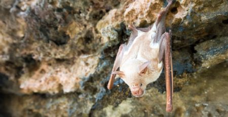 Pipistrello albino | Clinica La Veterinaria