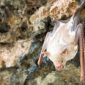 Pipistrello albino | Clinica La Veterinaria