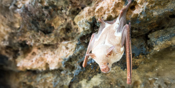 Pipistrello albino | Clinica La Veterinaria