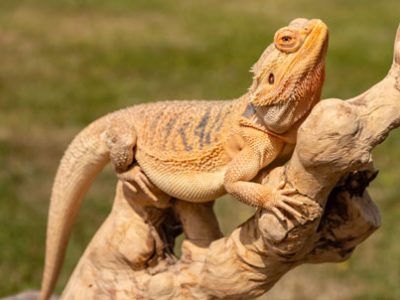 Pogona vitticeps | Clinica La Veterinaria