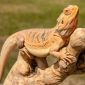 Pogona vitticeps | La Veterinaria Clinic