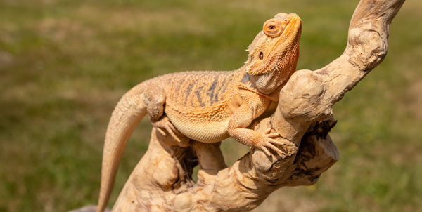 Pogona vitticeps | La Veterinaria Clinic