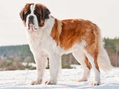 St. Bernard Dog | La Veterinaria Clinic