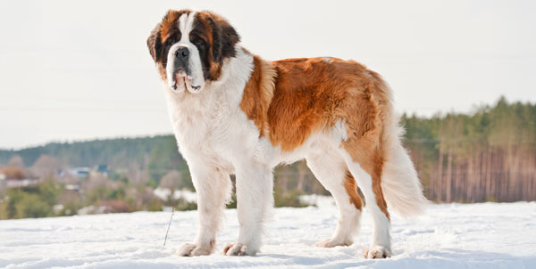 Cane di San Bernardo | Clinica La Veterinaria