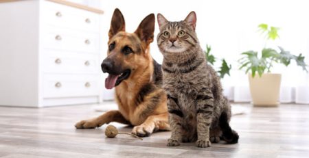 Stomatitis in Dogs and Cats | La Veterinaria Clinic