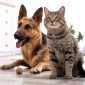 Stomatite nel cane e nel gatto | Clinica La Veterinaria