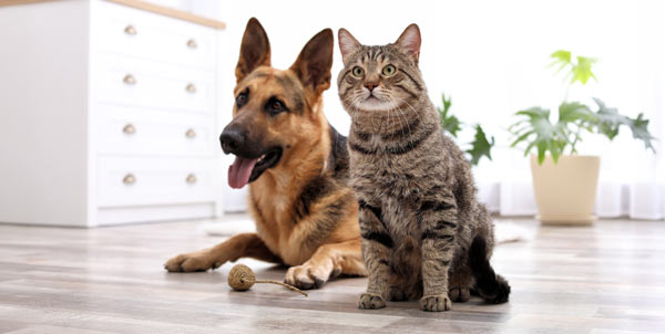 Stomatitis in Dogs and Cats | La Veterinaria Clinic