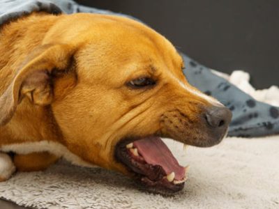 Tosse canina | Clinica La Veterinaria