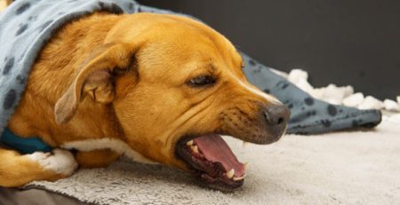 Tosse canina | Clinica La Veterinaria