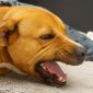 Tosse canina | Clinica La Veterinaria
