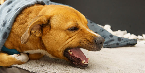 Tosse canina | Clinica La Veterinaria