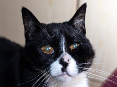 Ascesso nel gatto | Clinica La Veterinaria