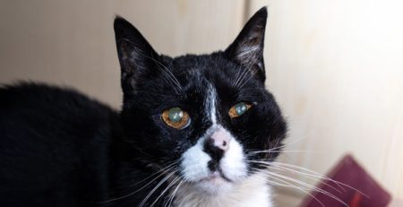 Ascesso nel gatto | Clinica La Veterinaria