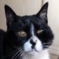 Ascesso nel gatto | Clinica La Veterinaria