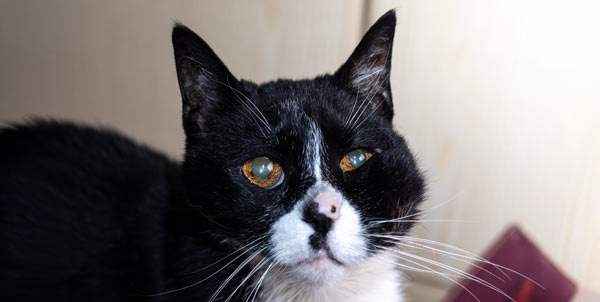 Ascesso nel gatto | Clinica La Veterinaria