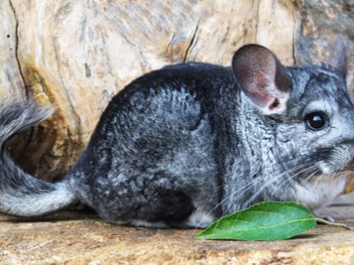 Cincillà | Clinica La Veterinaria