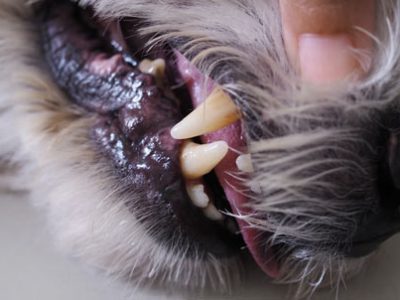 Dispnea nel cane e nel gatto fame d'aria cianosi | Clinica La Veterinaria