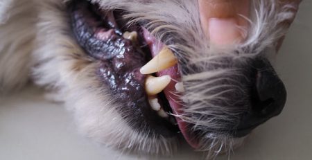 Dispnea nel cane e nel gatto fame d'aria cianosi | Clinica La Veterinaria