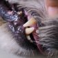 Dispnea nel cane e nel gatto fame d'aria cianosi | Clinica La Veterinaria